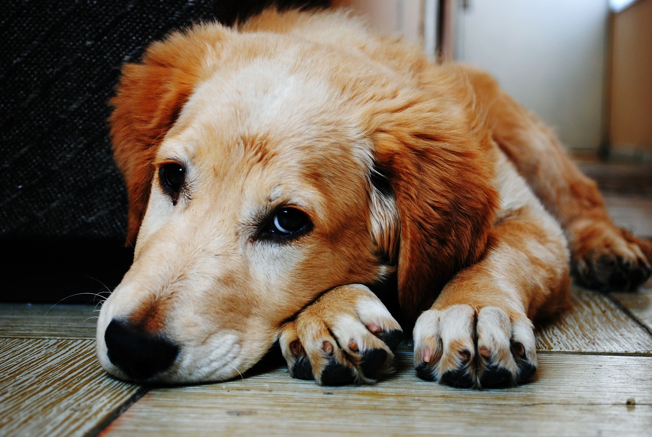 El Rol del CBD en la Búsqueda de Nuevas Terapias para la Epilepsia Canina